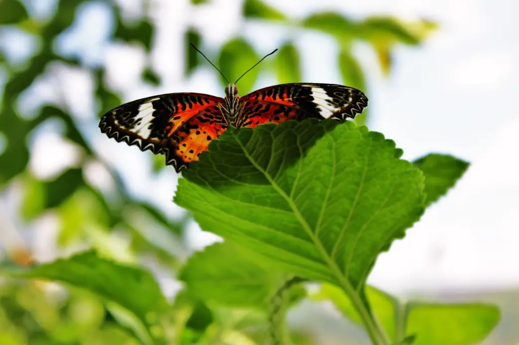 Butterfly On Leaf